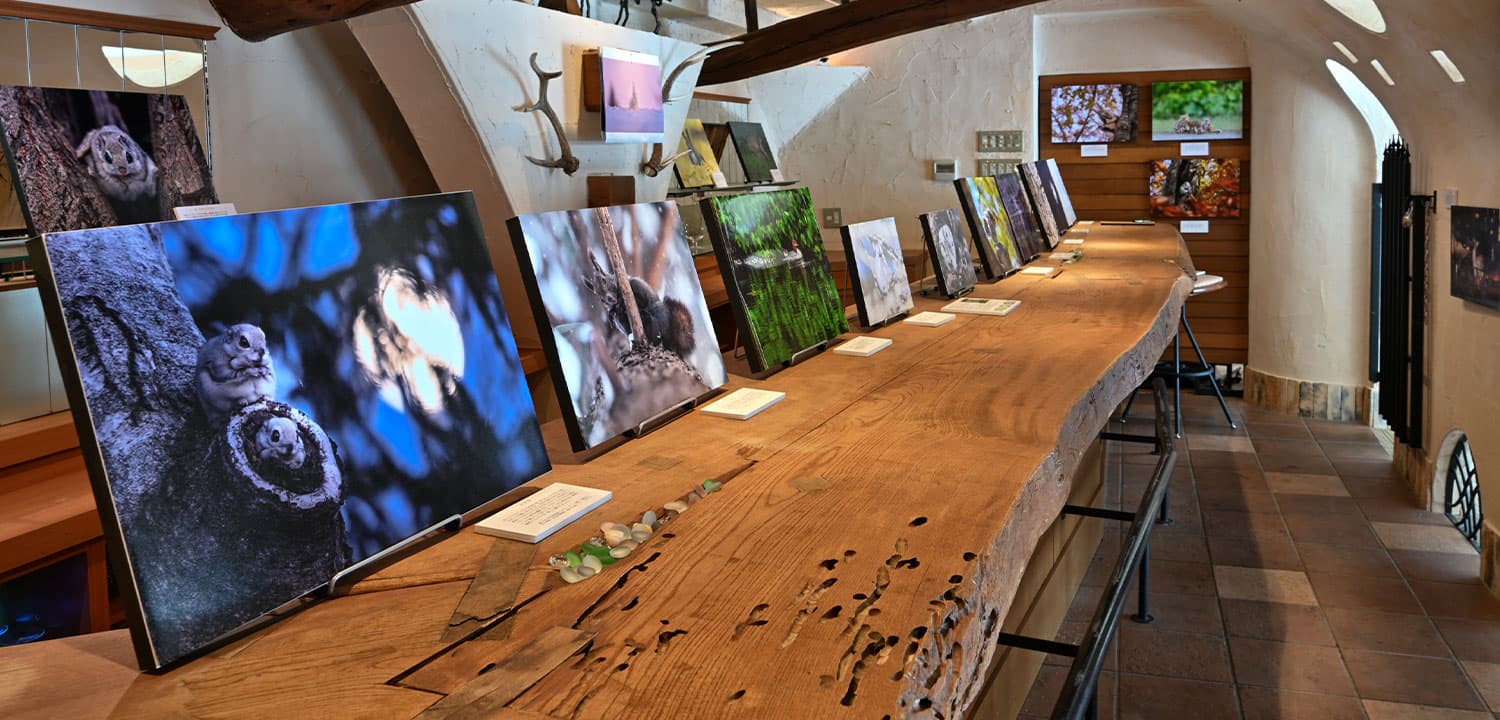 Image: photo gallery