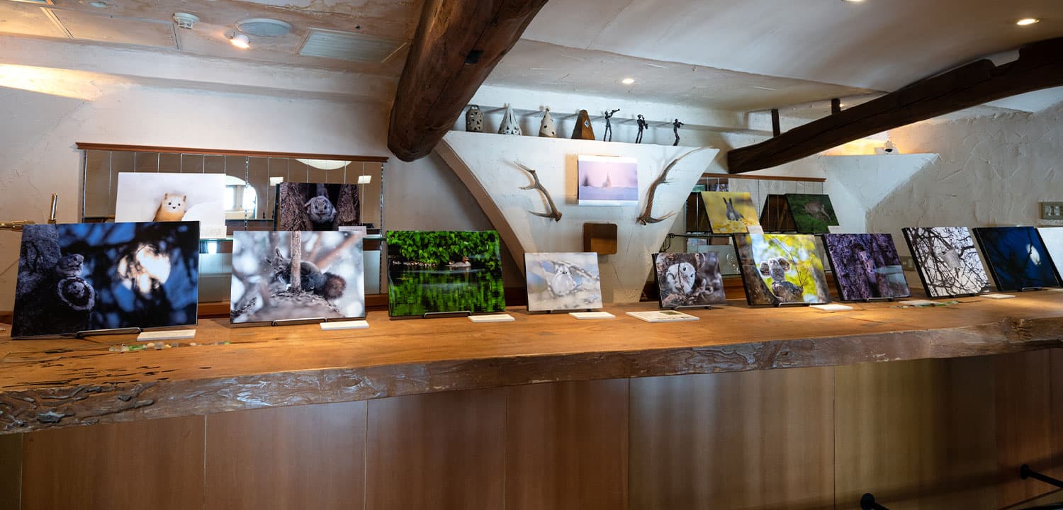 画像:もふもふギャラリー